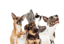 Stratford Animal Rescue Society Launches “Help Us Heal” Campaign to Address Mounting Veterinary Bills