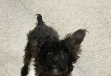 STARS Seeks Community Support for Neglected Senior Dog in Need of Critical Medical Care