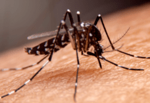 First Pool of Mosquitoes in Stratford Test Positive for West Nile Virus
