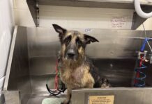 STARS Seeks Community Support for Neglected Dog Found in Stratford